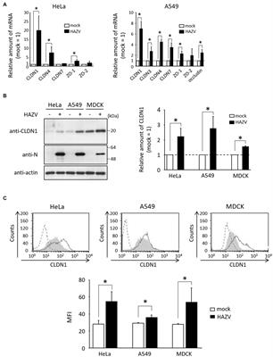 Hazara orthonairovirus nucleoprotein facilitates viral cell-to-cell spread by modulating tight junction protein, claudin-1